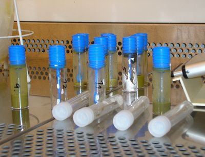Sample tubes, photo:Institute for Animal Hygiene and Public Veterinary Services