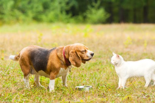 Hunde und Katrzen können sich unter bestimmten Umständen auch mit dem COVID-19-Virus infizieren.