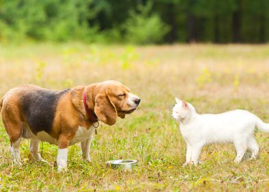 Hunde und Katrzen können sich unter bestimmten Umständen auch mit dem COVID-19-Virus infizieren.