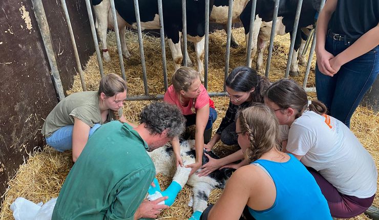 Tierarzt und Studenten verbinden das Bein eines Kalbes; Foto: Alexandra Dutsch