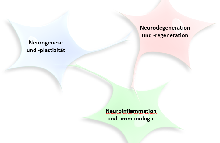 Forschungsfelder von Neuro-Vet-Net, Design: Angelika Richter